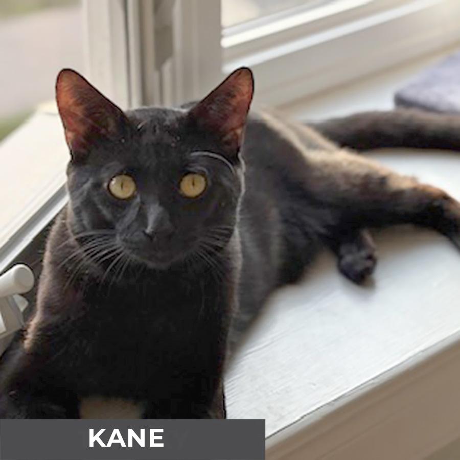 Kane, a Adoptable Domestic Short Hair in Etobicoke, ON image 3/6