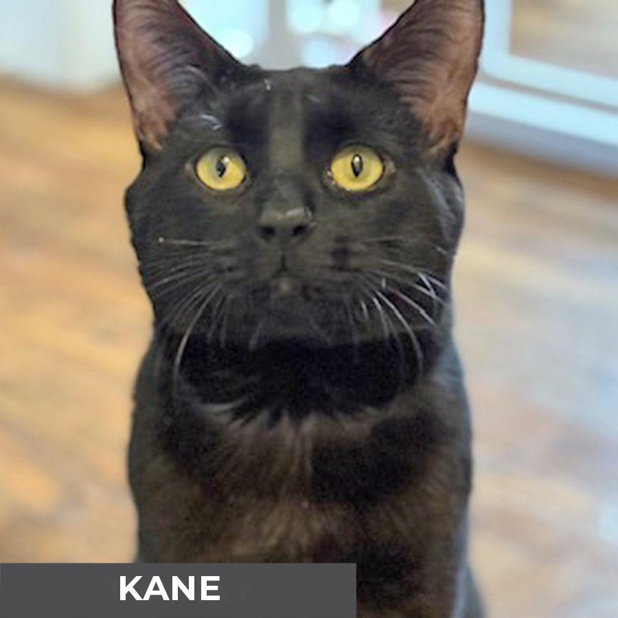 Kane, a Adoptable Domestic Short Hair in Etobicoke, ON image 6/6