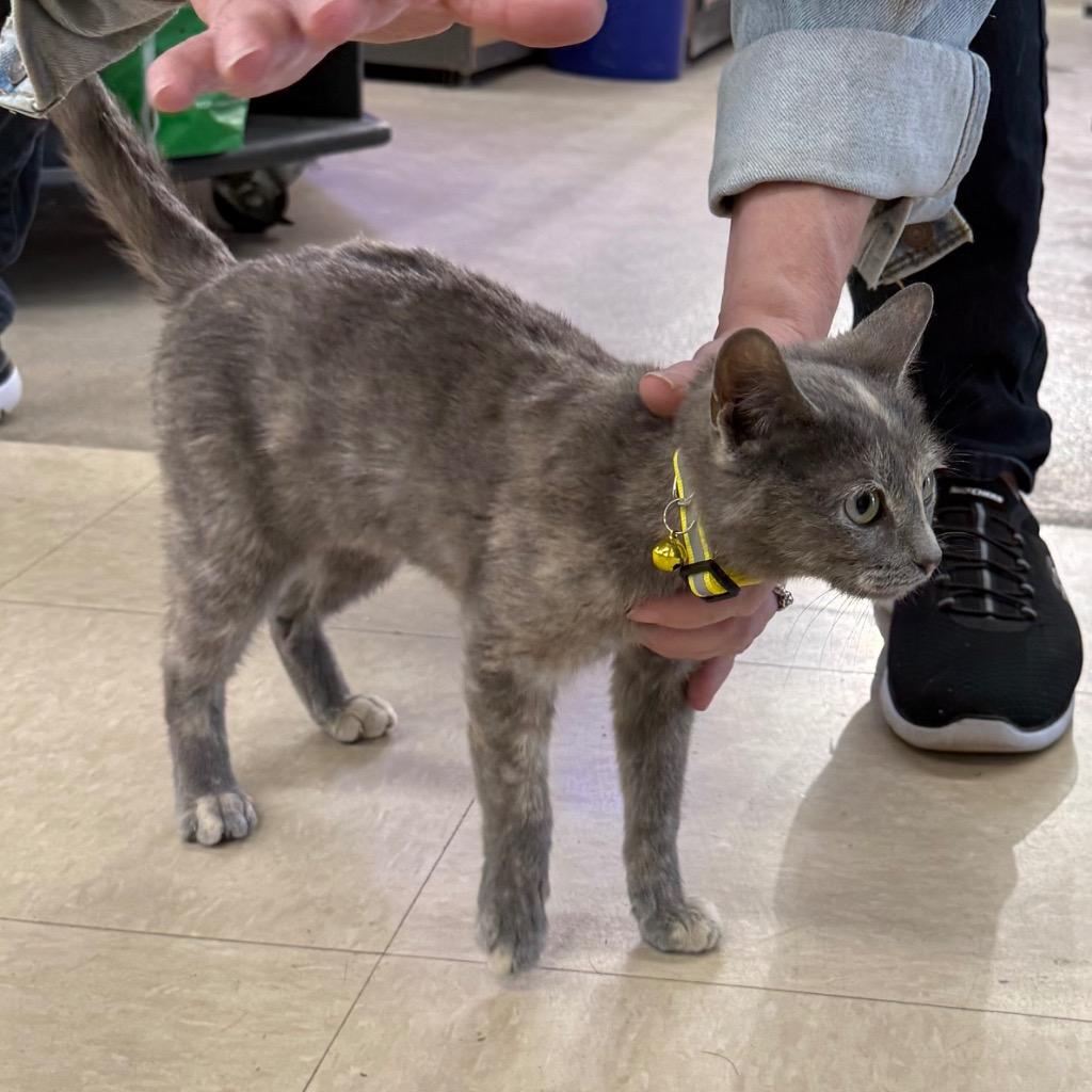 Lexi, Adopted, Kitten Female Calico.