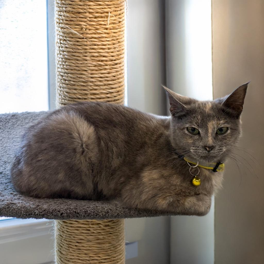 Enlarge Lexi, a Adopted Calico in Little Rock, AR image 2/6