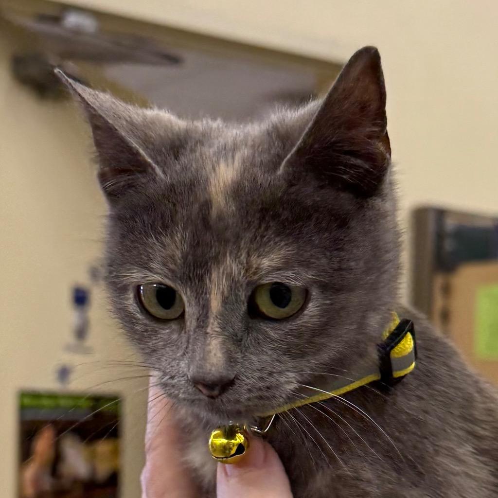 Enlarge Lexi, a Adopted Calico in Little Rock, AR image 3/6