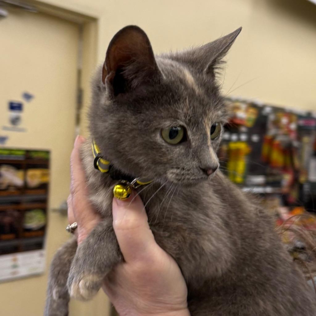 Enlarge Lexi, a Adopted Calico in Little Rock, AR image 4/6