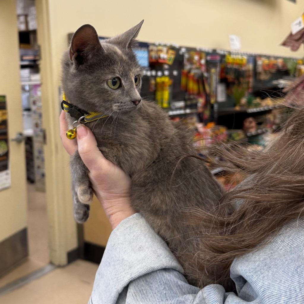 Enlarge Lexi, a Adopted Calico in Little Rock, AR image 5/6