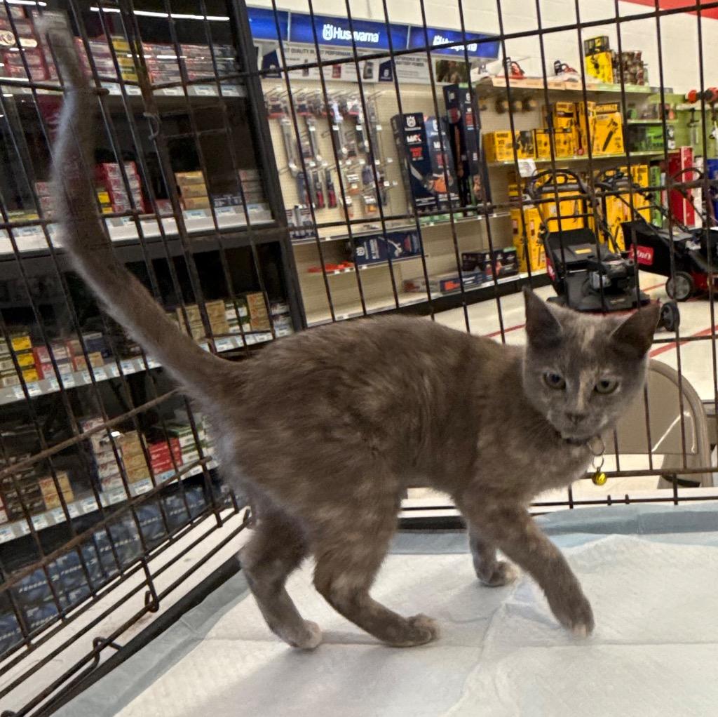 Enlarge Lexi, a Adopted Calico in Little Rock, AR image 6/6