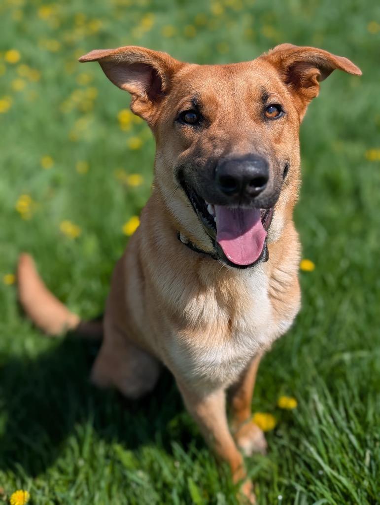 Enlarge Tex, a Adoptable mixed breed in Defiance, OH image 1/6