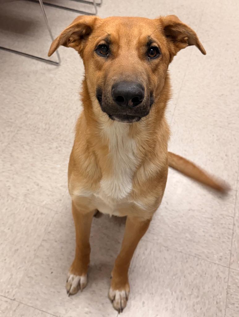 Enlarge Tex, a Adoptable mixed breed in Defiance, OH image 1/3