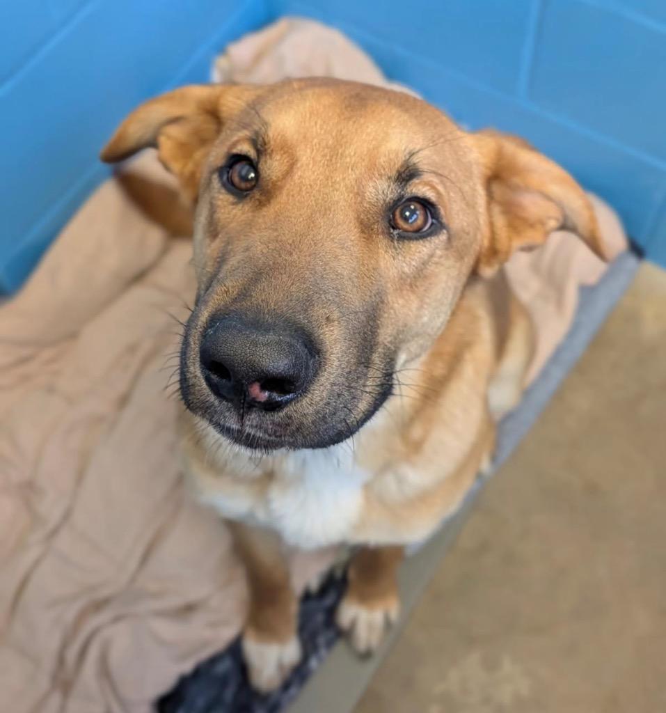 Enlarge Tex, a Adoptable mixed breed in Defiance, OH image 2/3