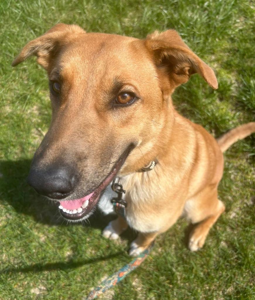 Enlarge Tex, a Adoptable mixed breed in Defiance, OH image 4/6