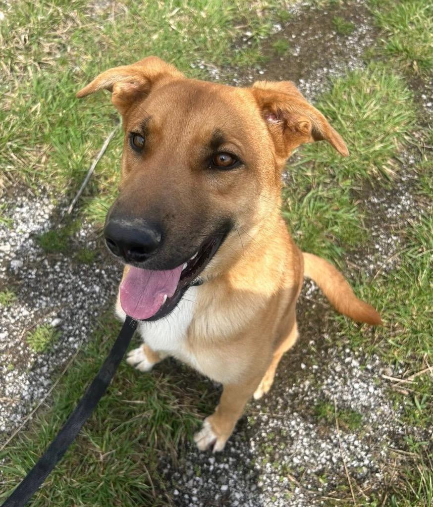 Enlarge Tex, a Adoptable mixed breed in Defiance, OH image 5/6