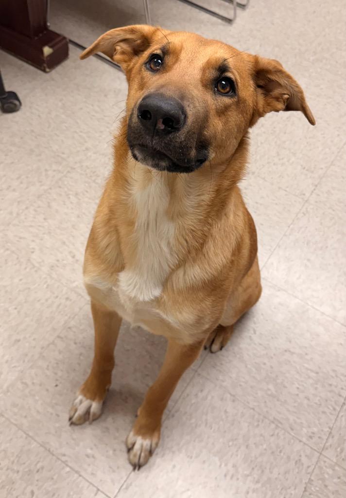 Enlarge Tex, a Adoptable mixed breed in Defiance, OH image 3/3