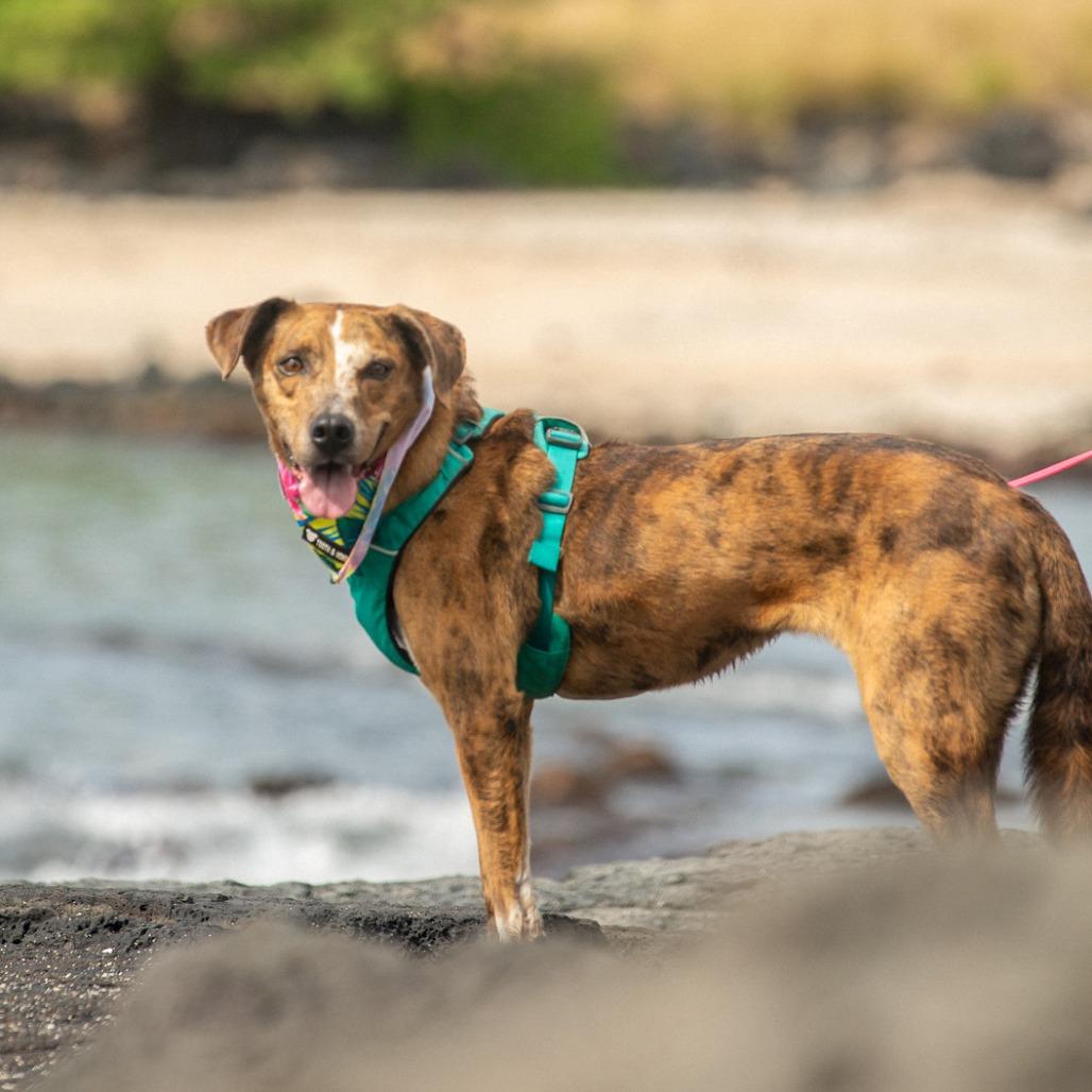 Tillie, Adoptable, Senior Female Mixed Breed.