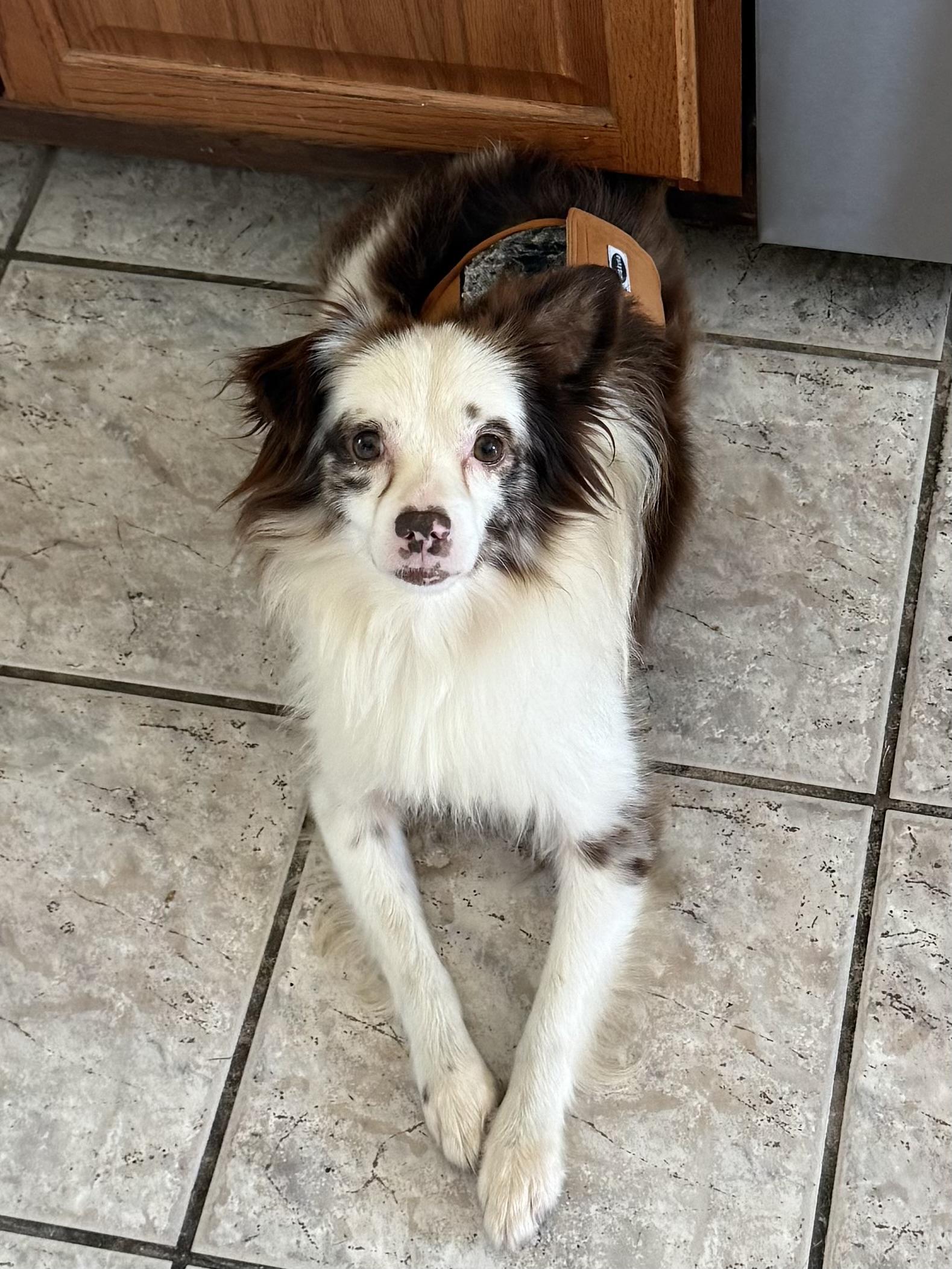 Koozie, an adopted mixed breed in Baker, LA image 4/5