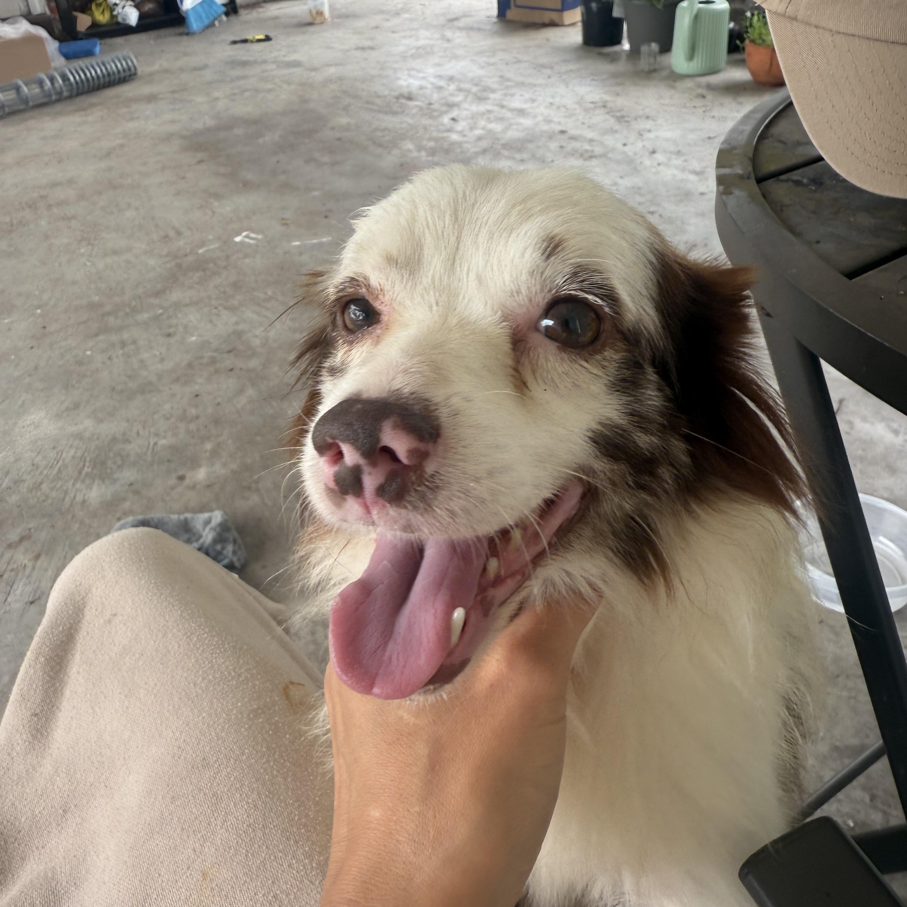 Koozie, an adopted mixed breed in Baker, LA image 3/5