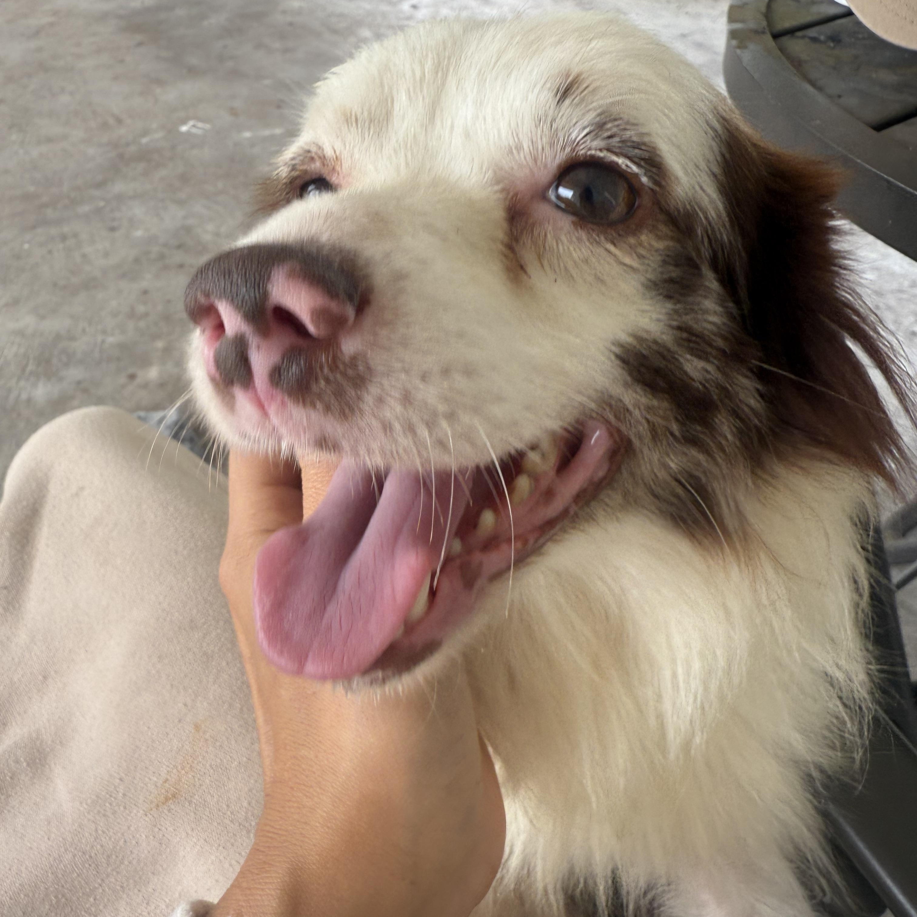Koozie, an adopted mixed breed in Baker, LA image 1/5