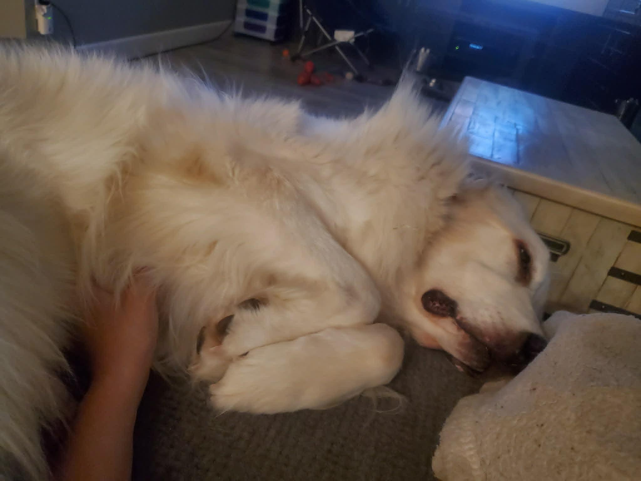 Enlarge Quartz, a ADOPTABLE Great Pyrenees in Mesa, AZ image 3/6