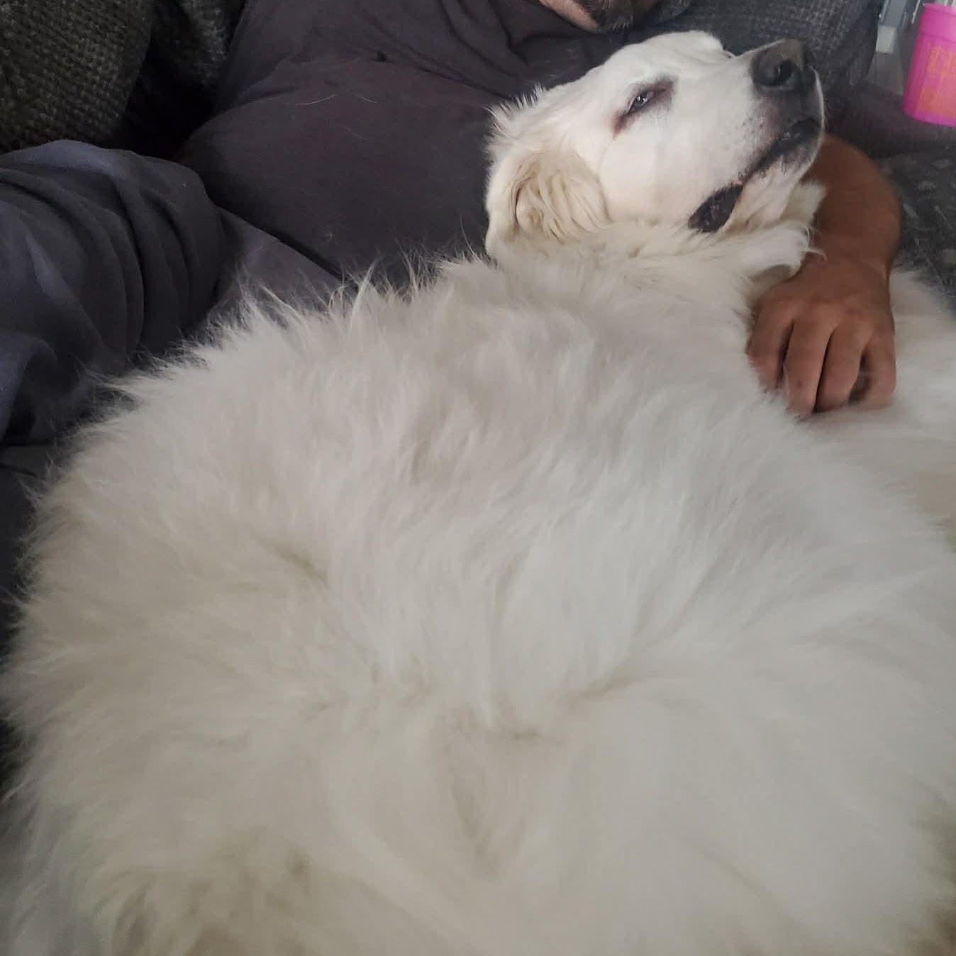 Enlarge Quartz, a ADOPTABLE Great Pyrenees in Mesa, AZ image 6/6