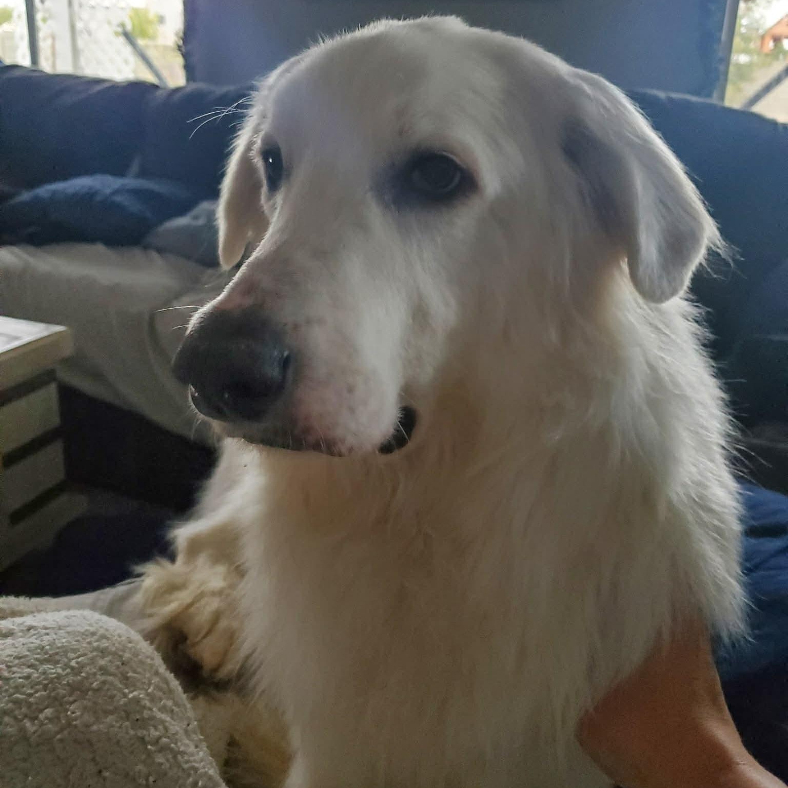 Enlarge Quartz, a ADOPTABLE Great Pyrenees in Mesa, AZ image 4/6