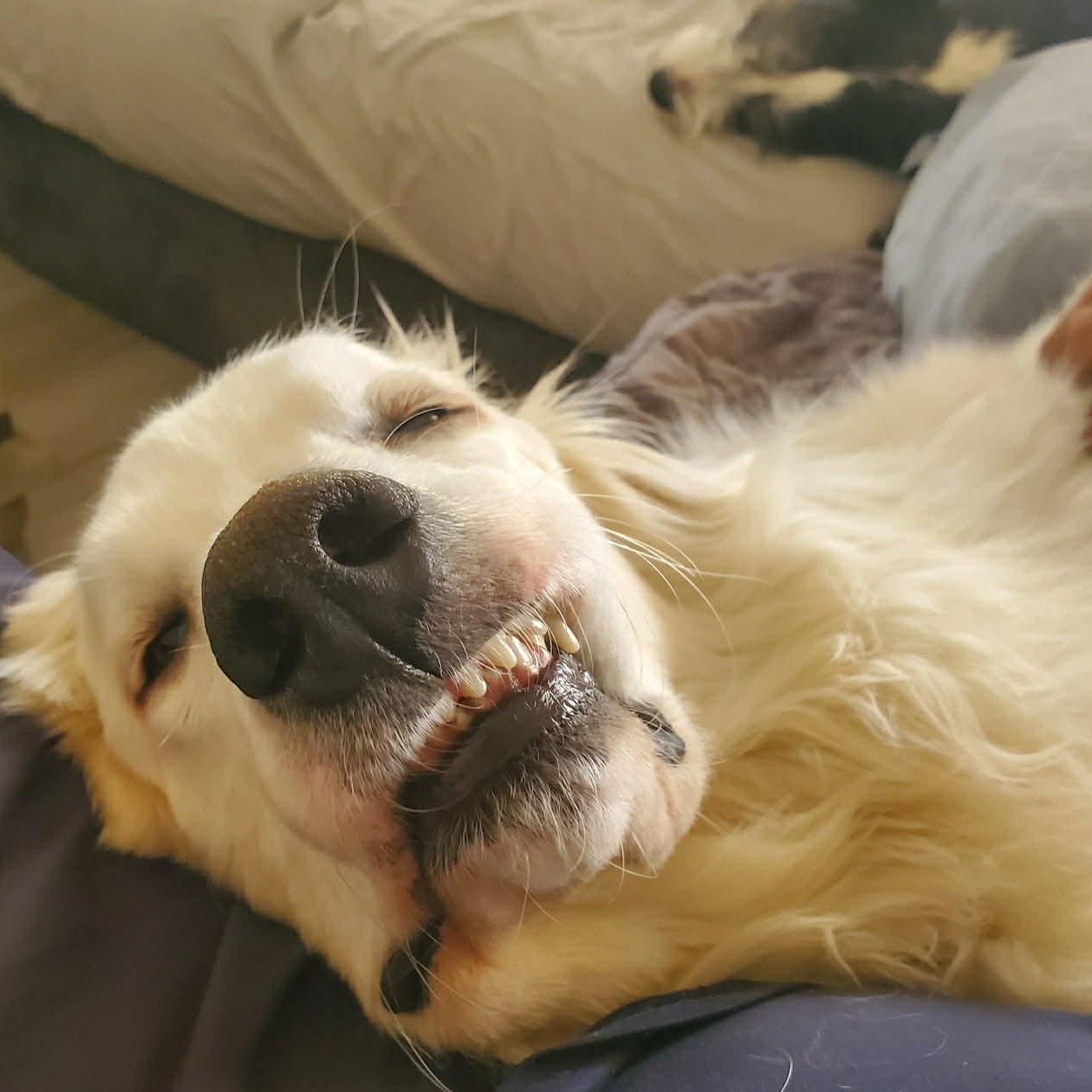 Enlarge Quartz, a ADOPTABLE Great Pyrenees in Mesa, AZ image 5/6