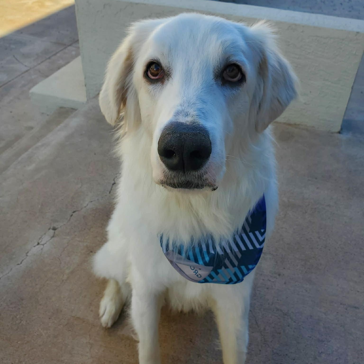Quartz, ADOPTABLE, Adult Male Great Pyrenees.