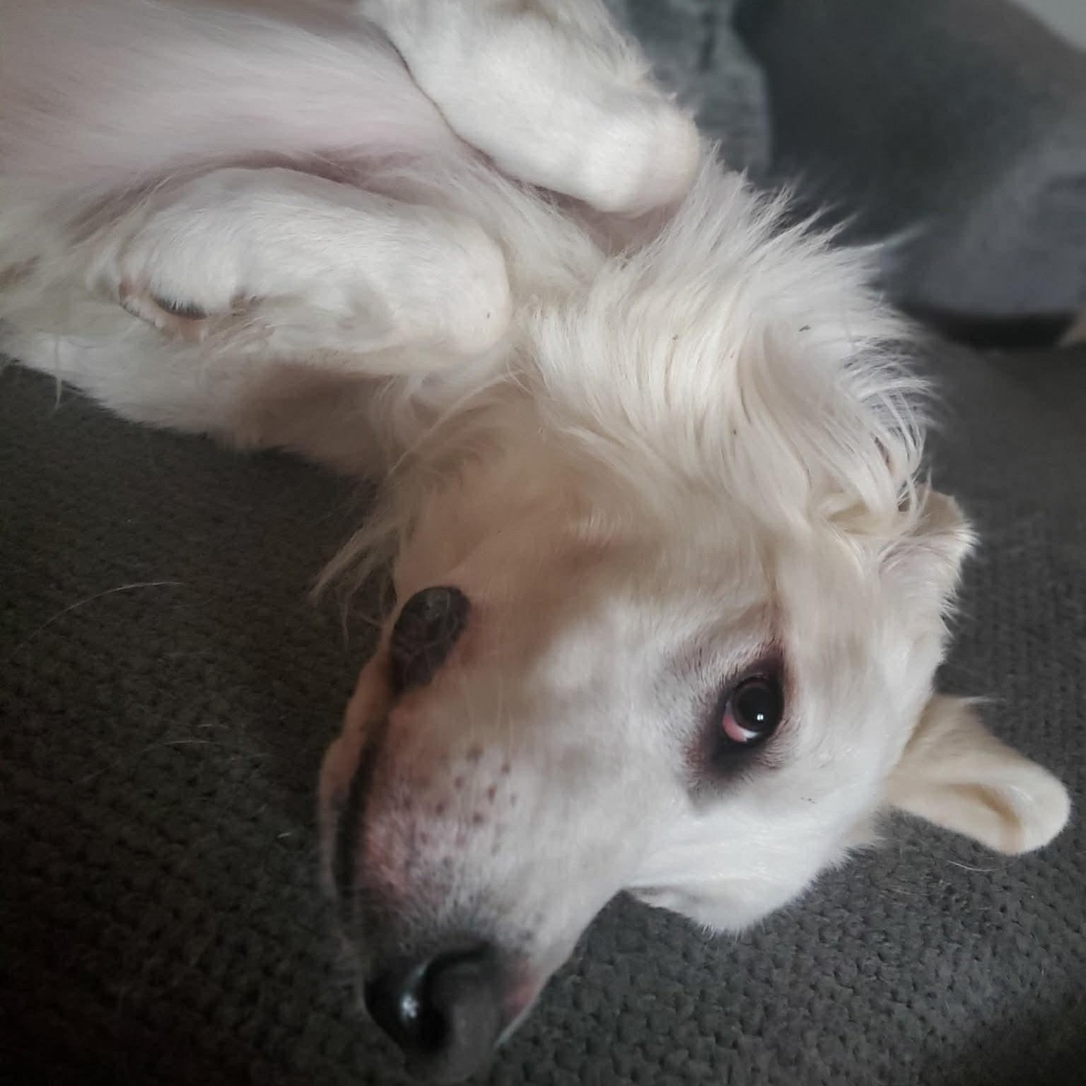 Enlarge Quartz, a ADOPTABLE Great Pyrenees in Mesa, AZ image 2/6