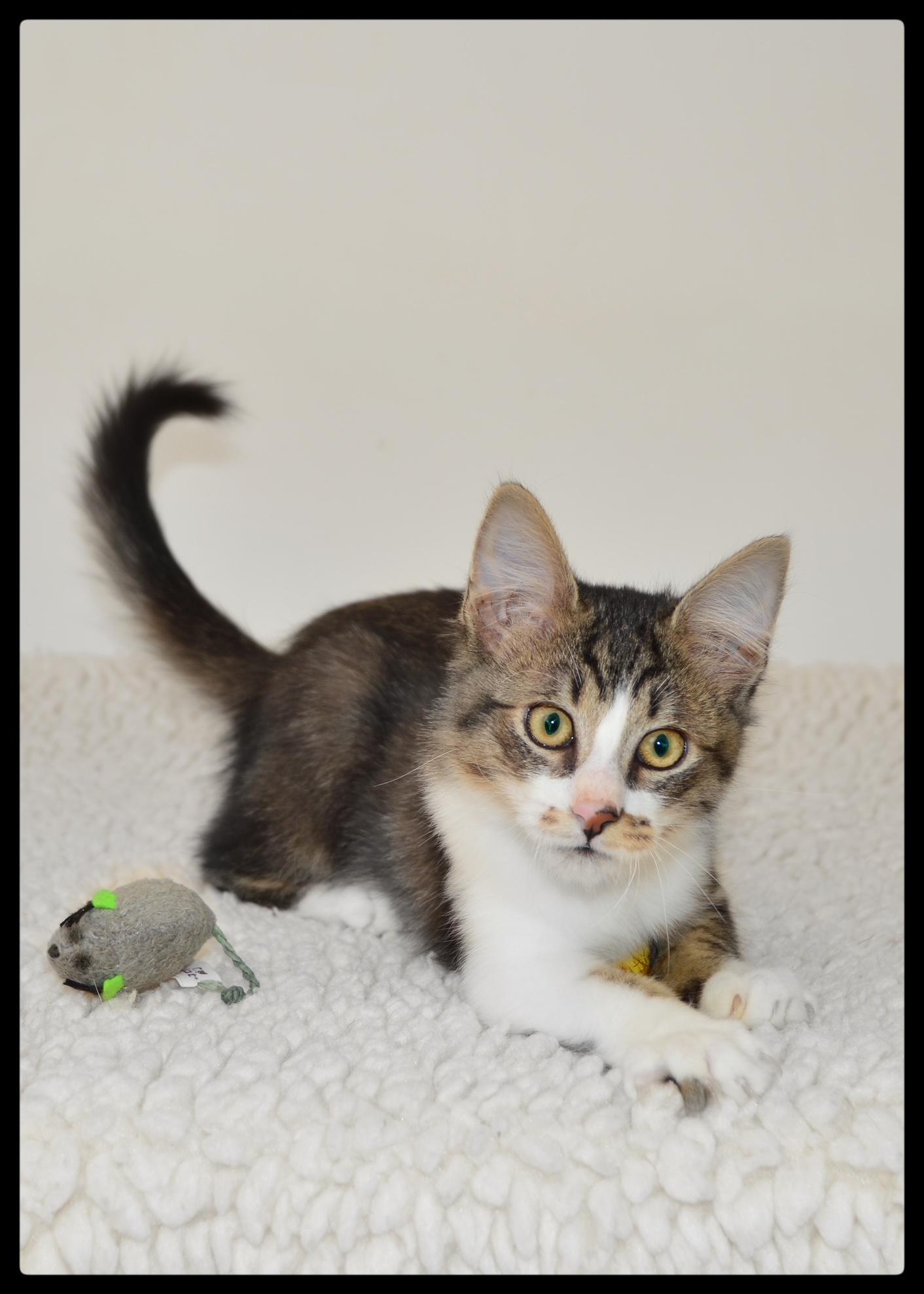 Enlarge Splash A061217, a Adoptable Domestic Medium Hair in San Andreas, CA image 3/4