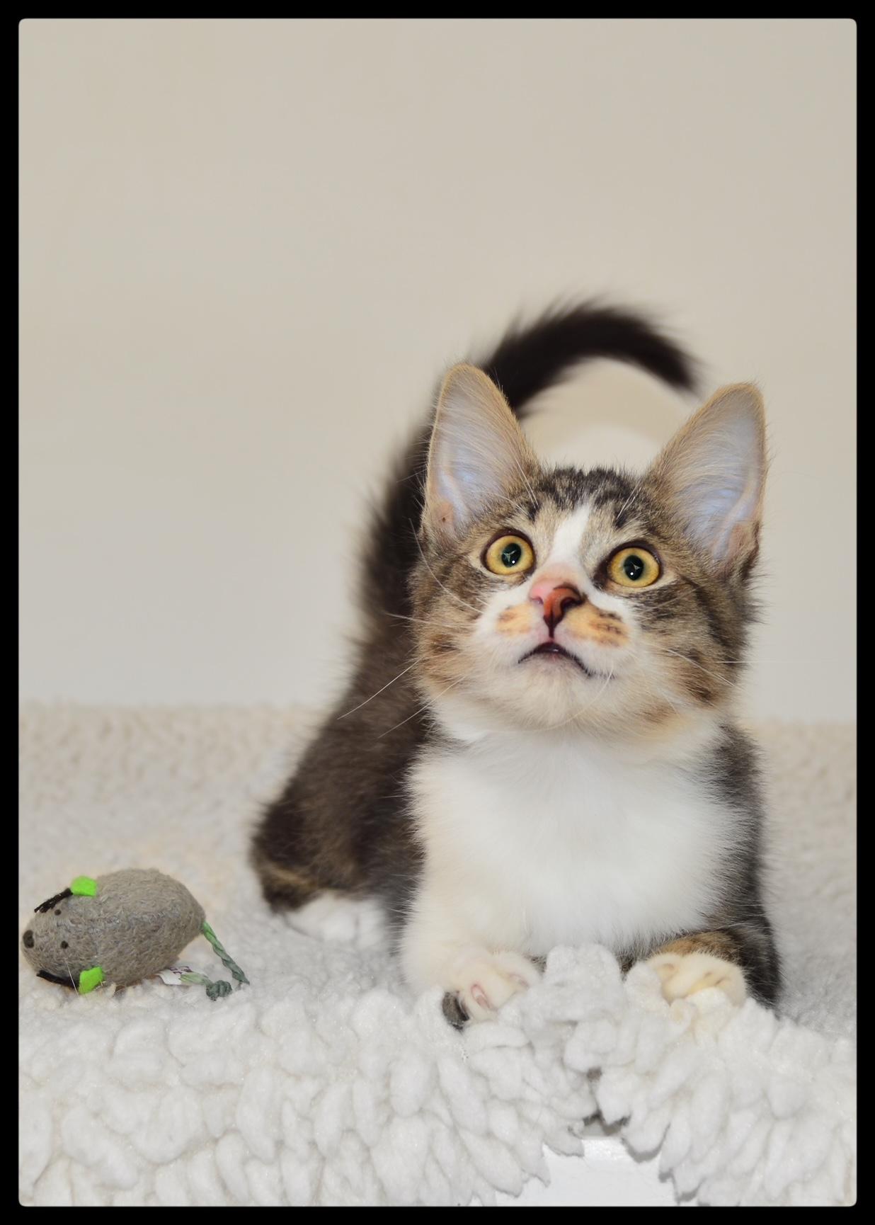 Enlarge Splash A061217, a Adoptable Domestic Medium Hair in San Andreas, CA image 2/4