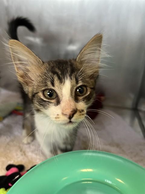 Enlarge Splash A061217, a Adoptable Domestic Medium Hair in San Andreas, CA image 4/4
