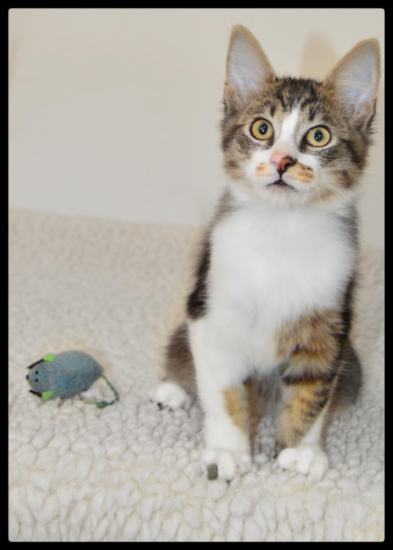 Enlarge Splash A061217, a Adoptable Domestic Medium Hair in San Andreas, CA image 1/4