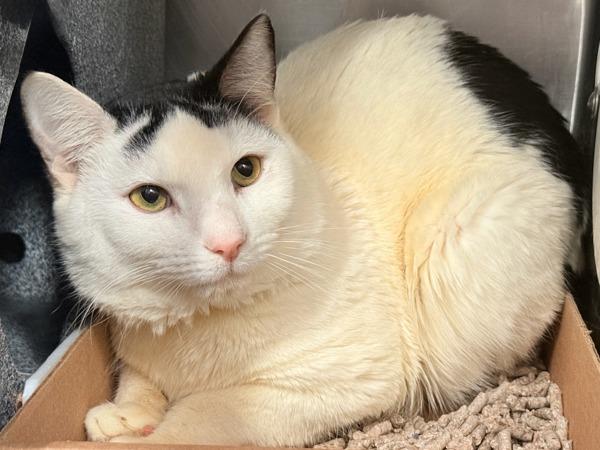 Calisson — thumbnail 3