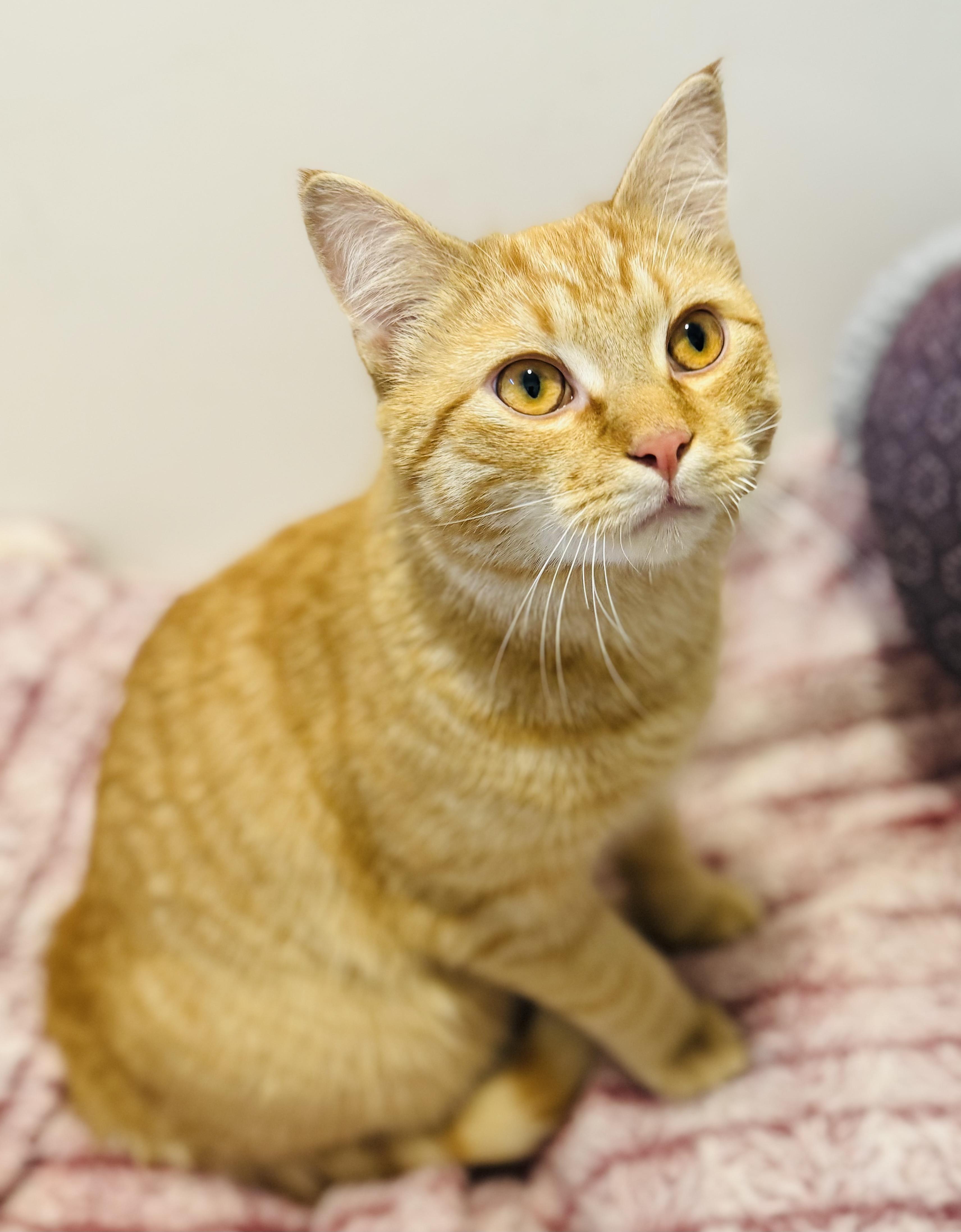 Enlarge Georgie, an adopted Domestic Short Hair in New York, NY image 2/5