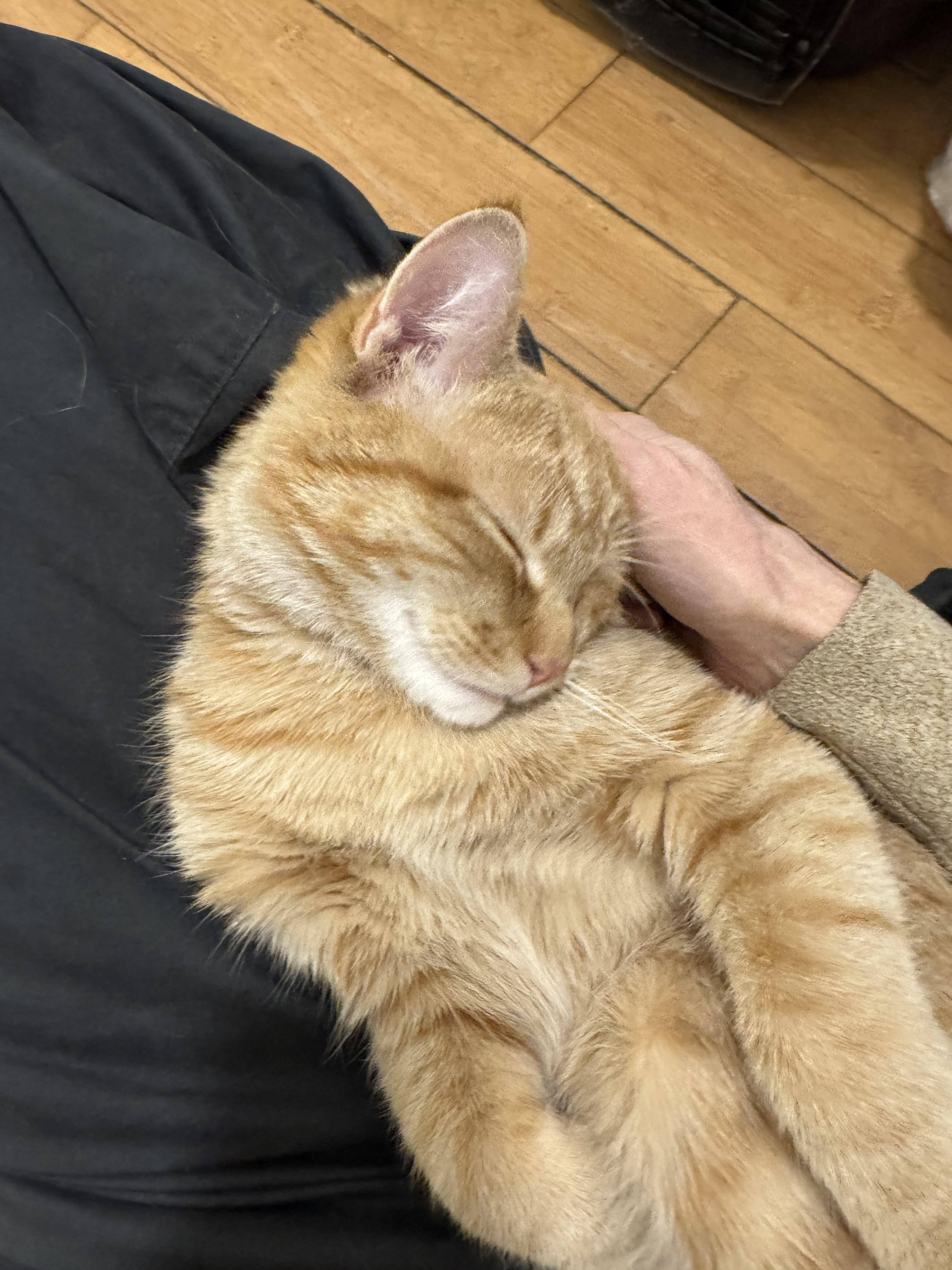 Enlarge Georgie, an adopted Domestic Short Hair in New York, NY image 3/5