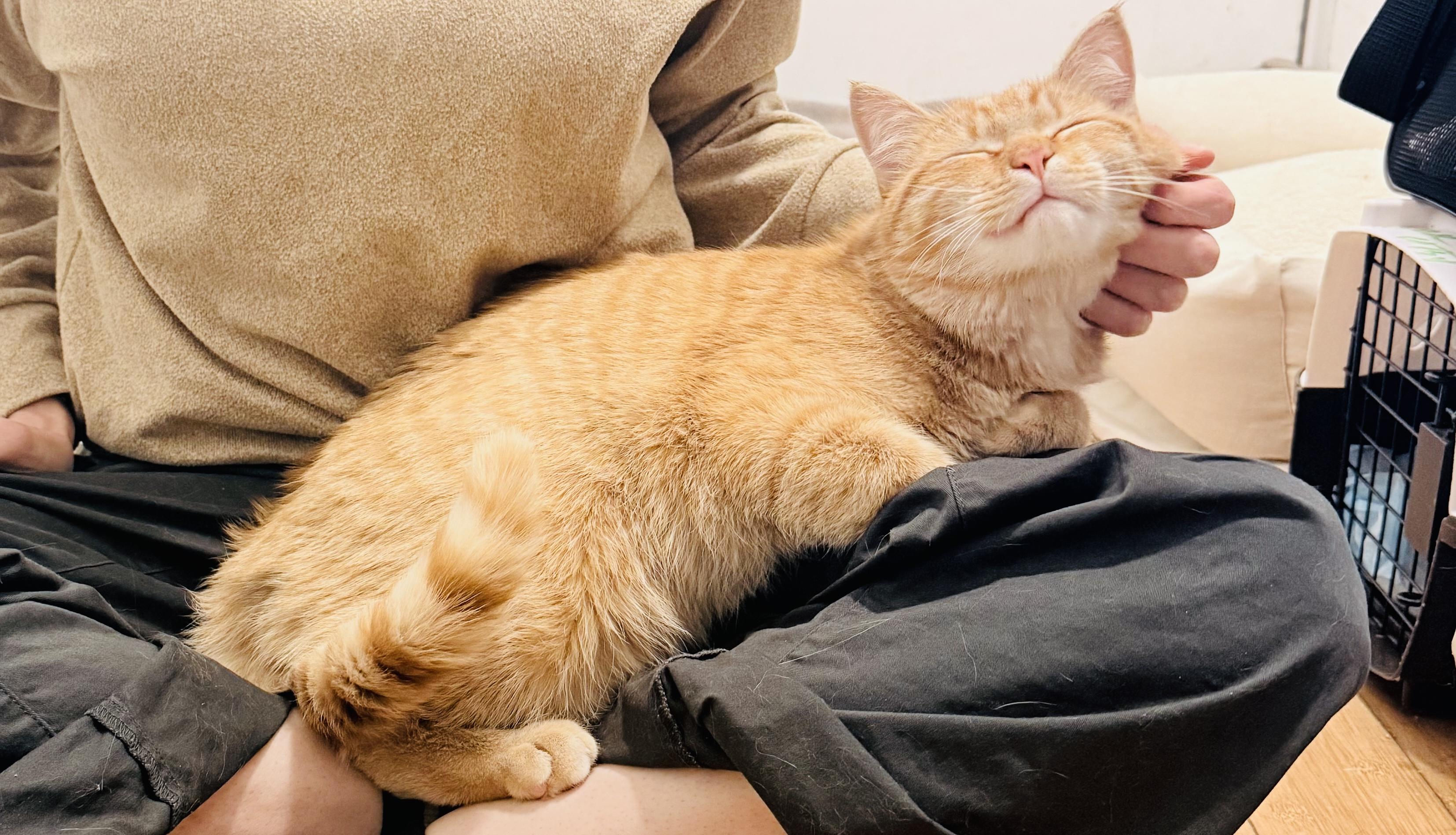 Enlarge Georgie, an adopted Domestic Short Hair in New York, NY image 4/5