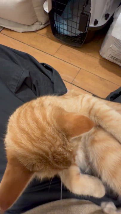 Enlarge Georgie, an adopted Domestic Short Hair in New York, NY video 5/5