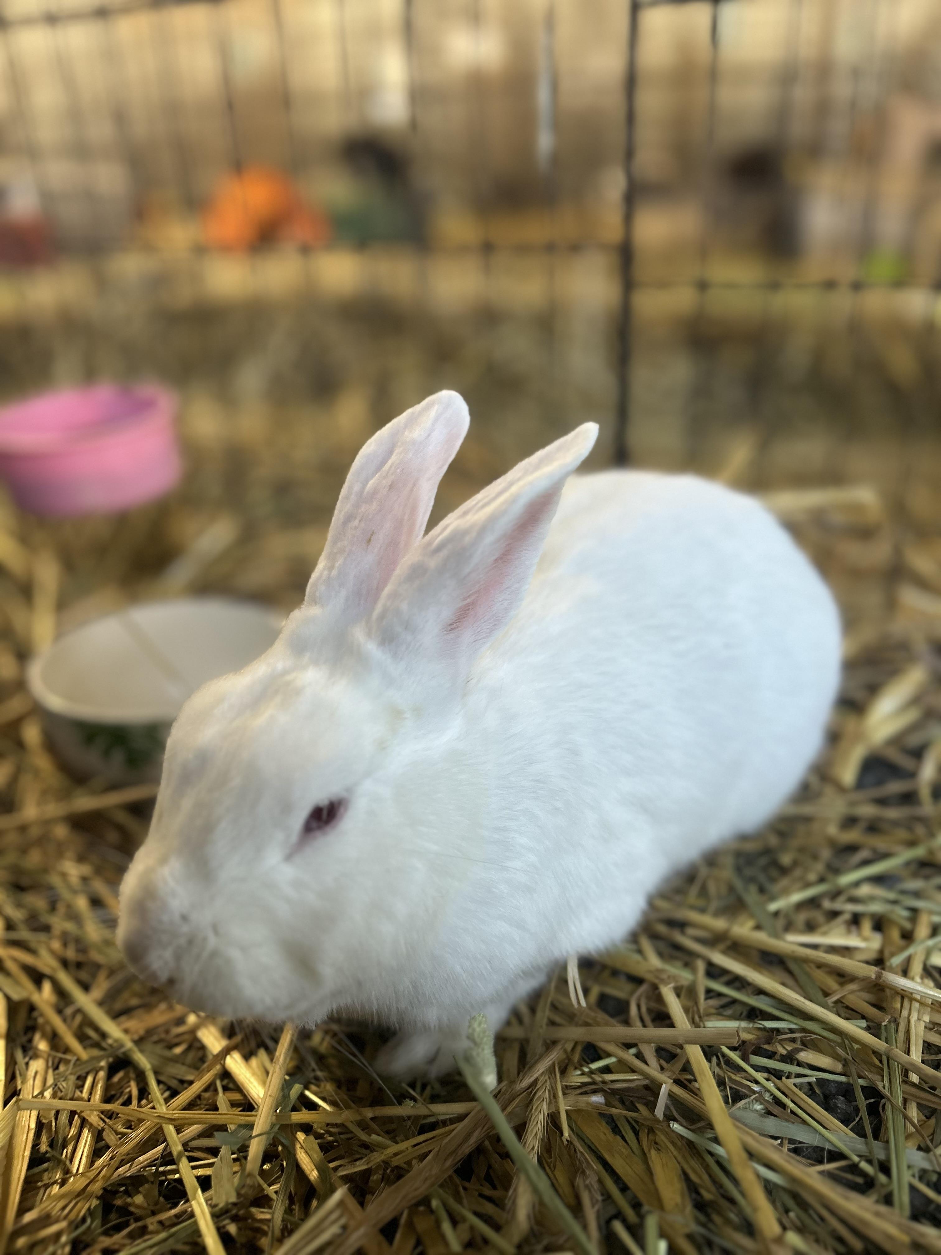 Enlarge Rambo, a ADOPTABLE Polish in Bishopville, SC image 1/2