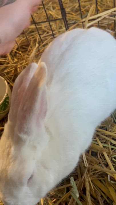 Enlarge Rambo, a ADOPTABLE Polish in Bishopville, SC video 2/2