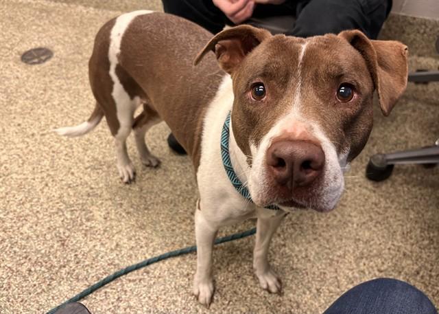 OAKLEY, Adoptable, Adult Female Pit Bull Terrier.