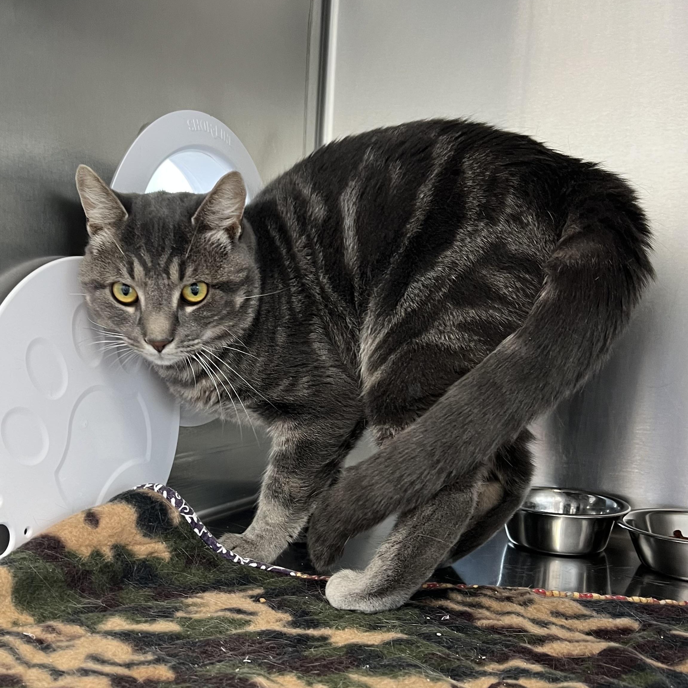 Enlarge Pepsi, an adoptable Domestic Short Hair in St Stephen, NB image 2/2
