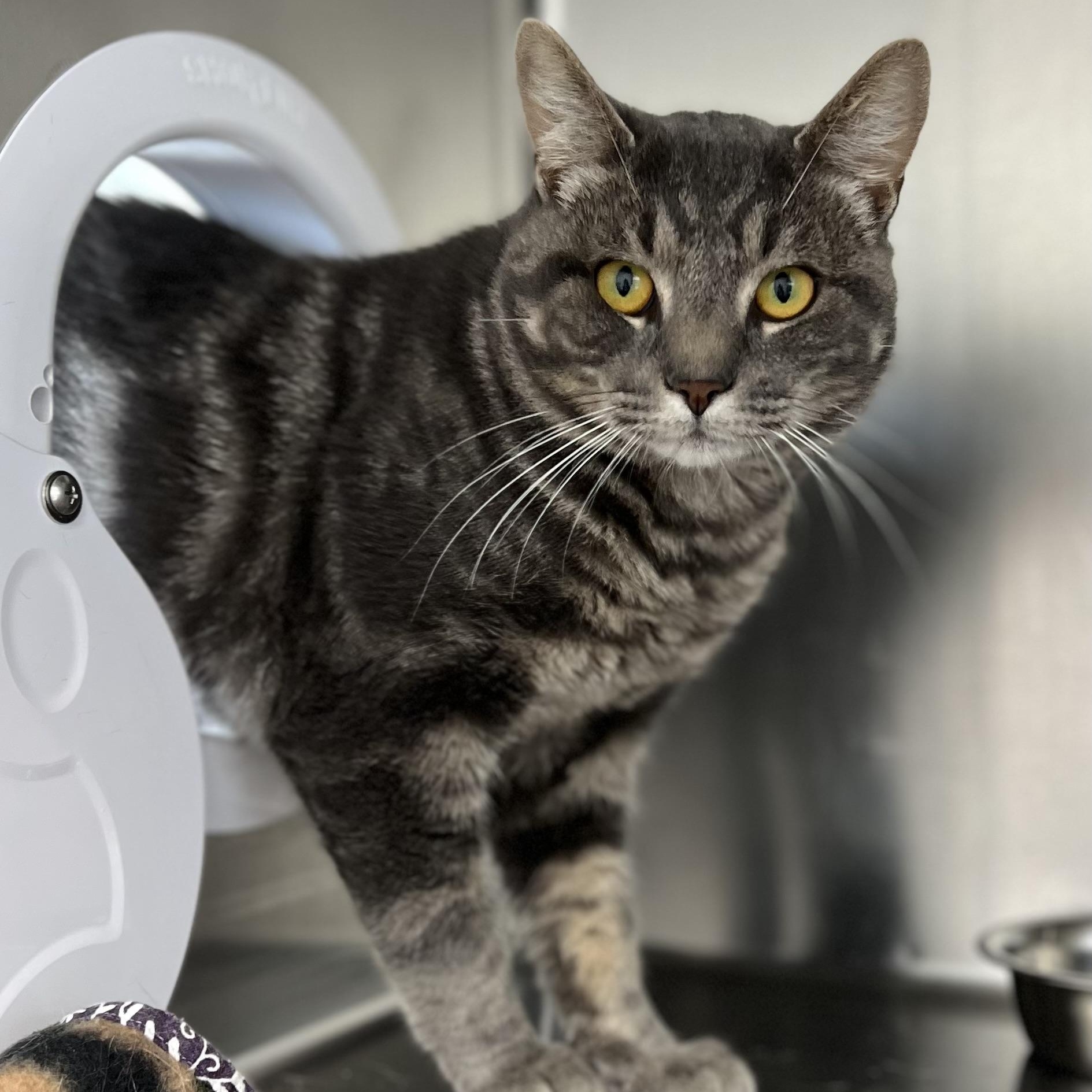 Pepsi, adoptable, Young Male Domestic Short Hair.