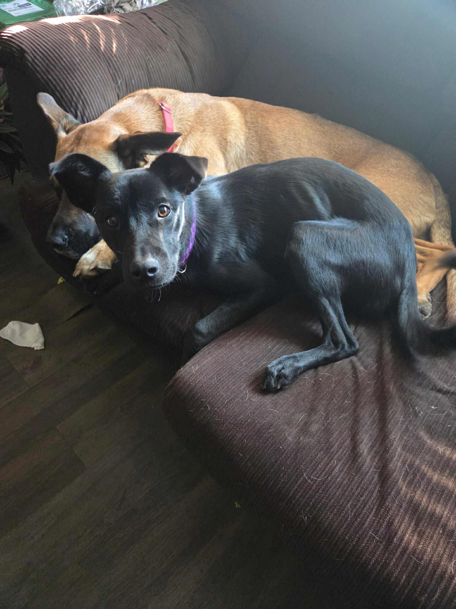 Pixie, Adopted, Young Female Labrador Retriever & Feist.