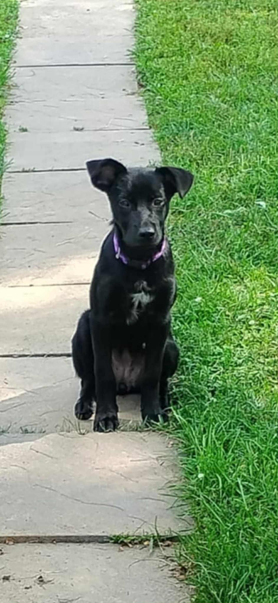 Enlarge Pixie, a Adopted mixed breed in South Elgin, IL image 2/4