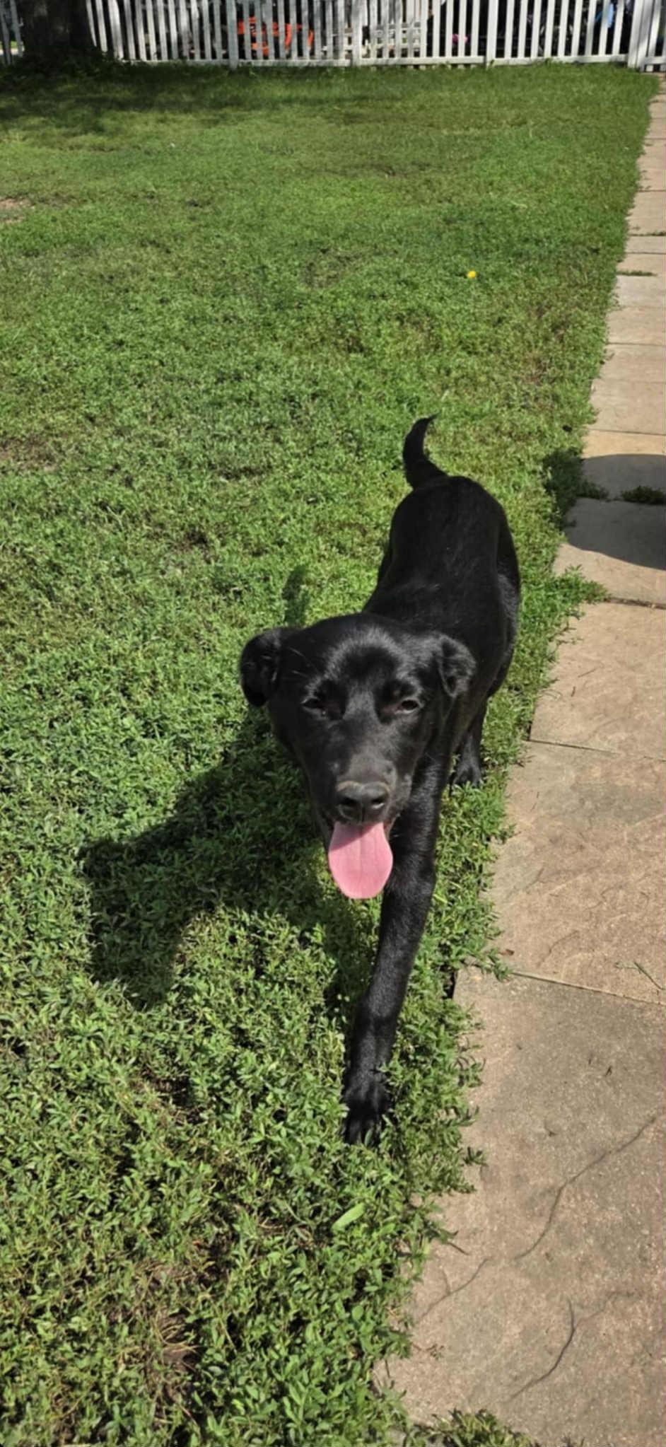 Enlarge Pixie, a Adopted mixed breed in South Elgin, IL image 3/4