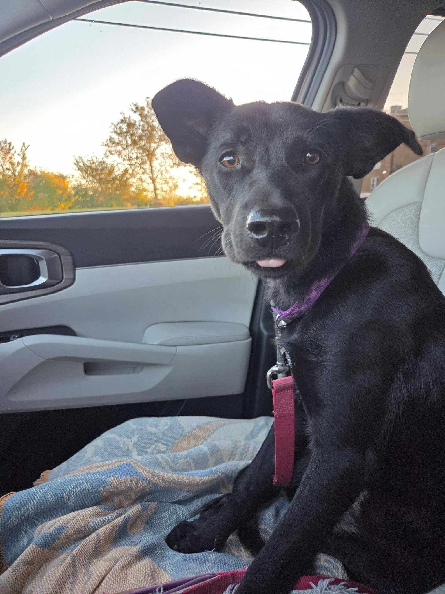 Enlarge Pixie, a Adopted mixed breed in South Elgin, IL image 4/4