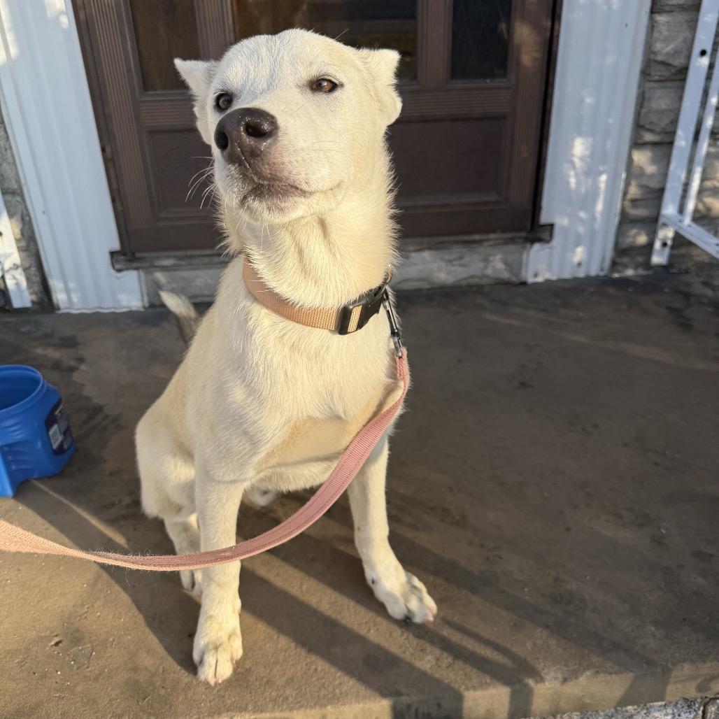 Ghost, Adoptable, Young Male Husky & Mixed Breed.
