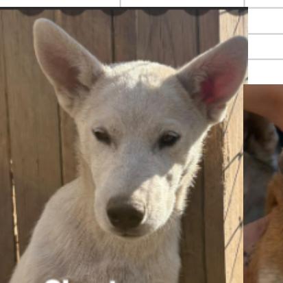 Enlarge Ghost, a Adoptable mixed breed in Avon, OH image 3/6