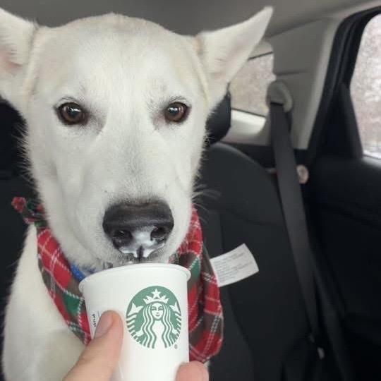 Enlarge Ghost, a Adoptable mixed breed in Avon, OH image 4/6