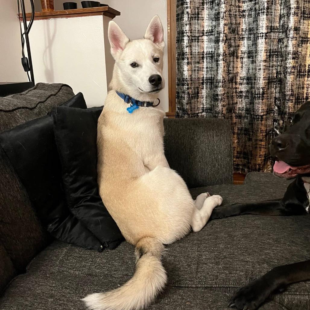 Ghost, a Adoptable mixed breed in Avon, OH image 4/6