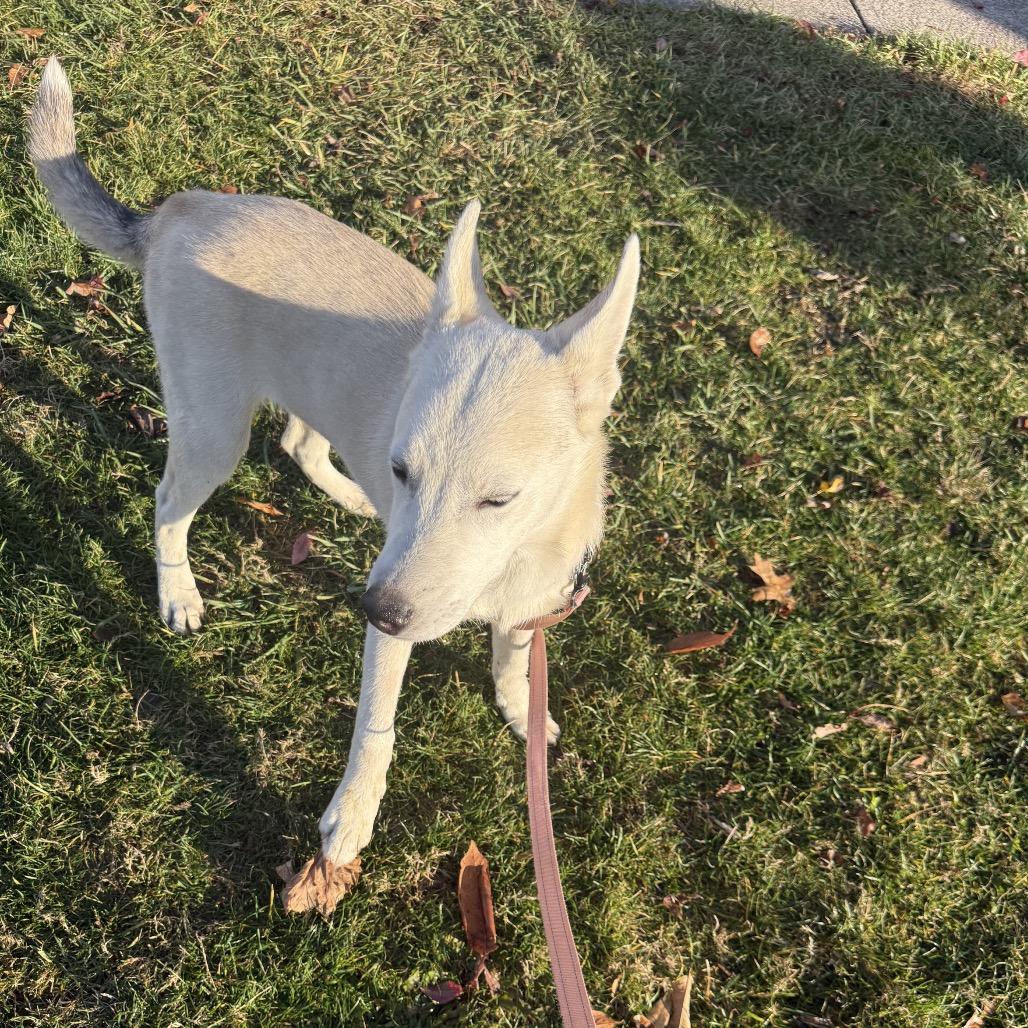Enlarge Ghost, a Adoptable mixed breed in Avon, OH image 5/6