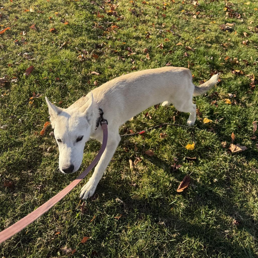 Enlarge Ghost, a Adoptable mixed breed in Avon, OH image 6/6