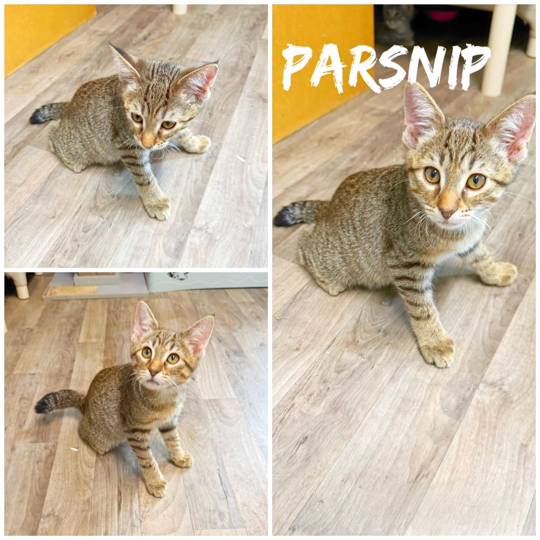 Parsnip, ADOPTABLE, Kitten Male Domestic Short Hair.
