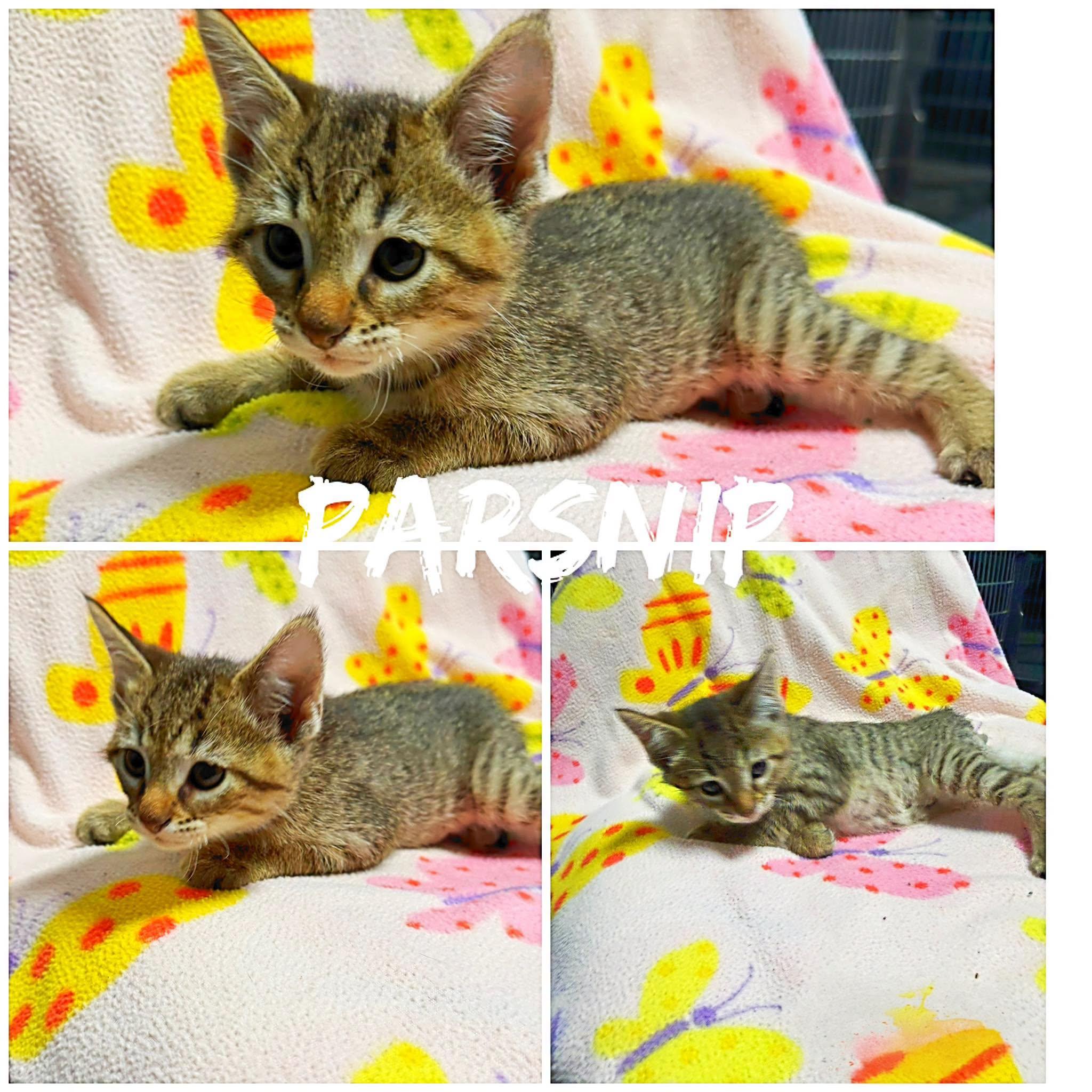 Parsnip, a ADOPTABLE Domestic Short Hair in Saint James, MO image 2/2